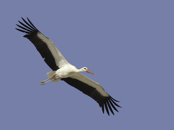 Kattohaikara, White Stork, Ciconia ciconia